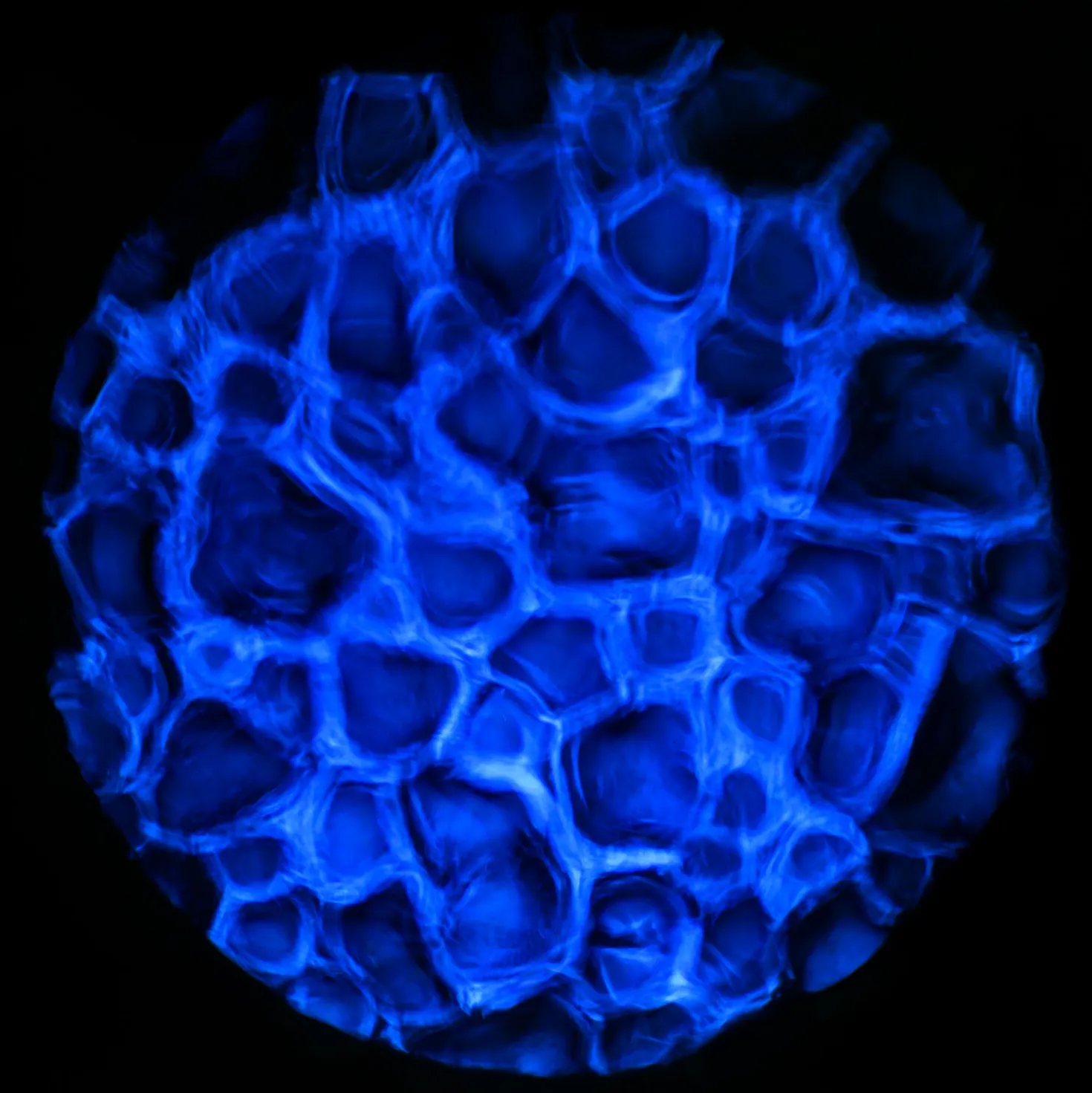 Gobo Effetto acqua