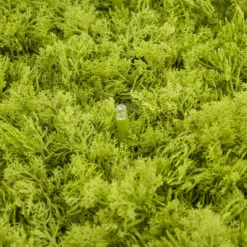 Pannello di Lichene artificiale verde acido Green Wall Light, 16 maxiled Dual Color bianco caldo