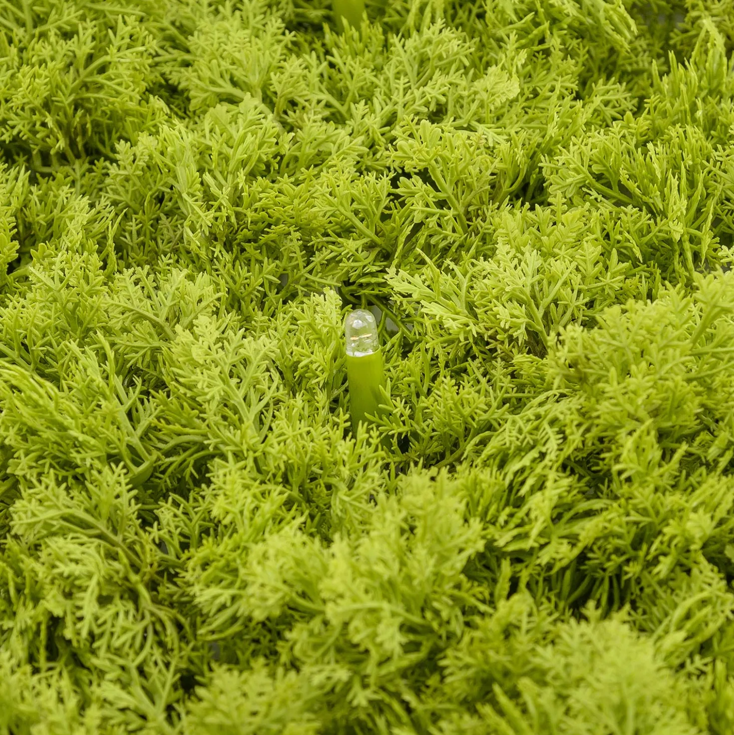 Pannello di Lichene artificiale verde acido Green Wall Light, 16 maxiled Dual Color bianco caldo