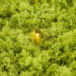 Pannello di Lichene artificiale verde acido Green Wall Light, 16 maxiled Dual Color bianco caldo
