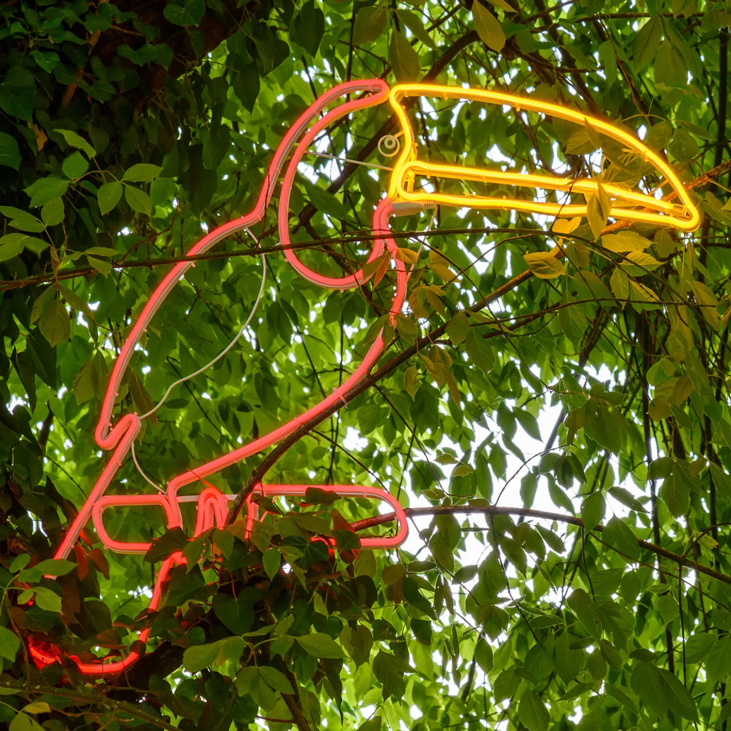 Tucano Rosso in tubo led effetto neon, rosso e arancio